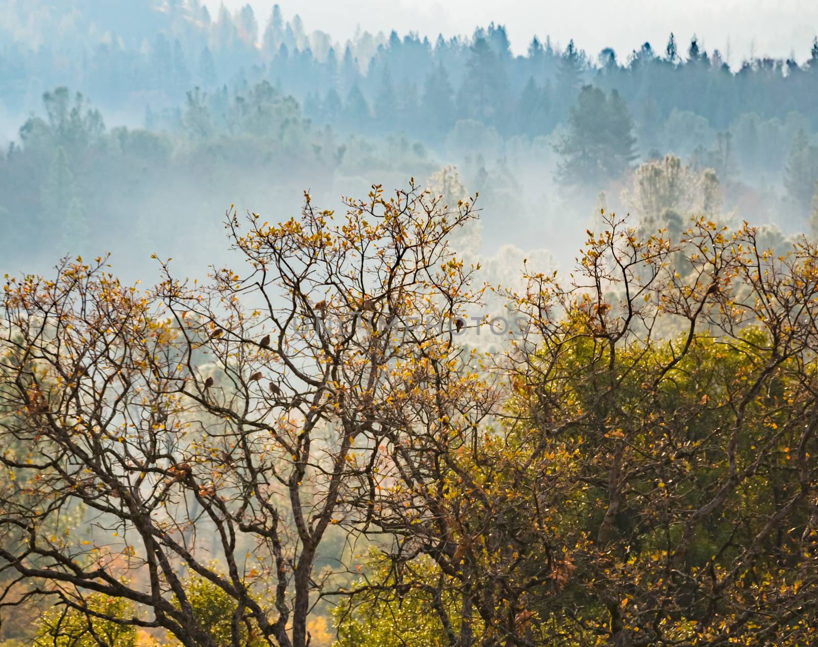 Morning Fog in the Forest by gregorydean