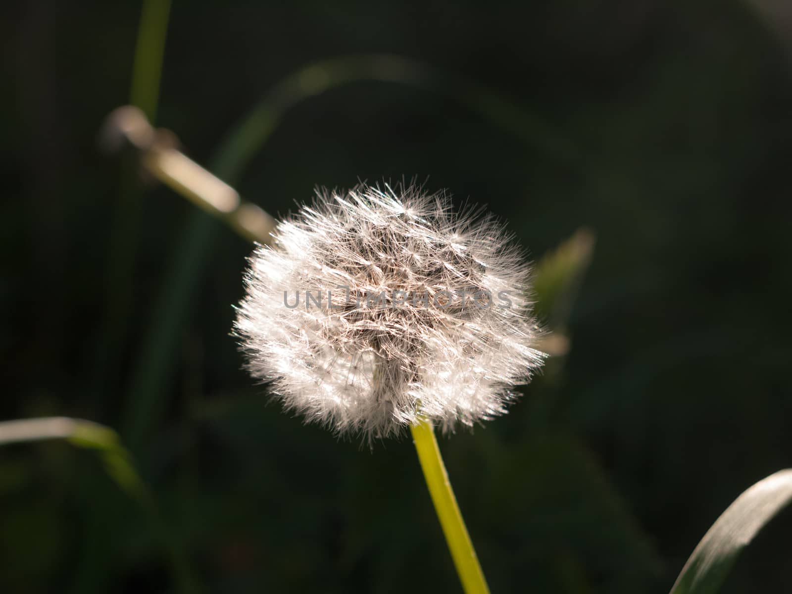 a beautiful white dandelion sharp and clear detail focused in spring sun light sun set flower