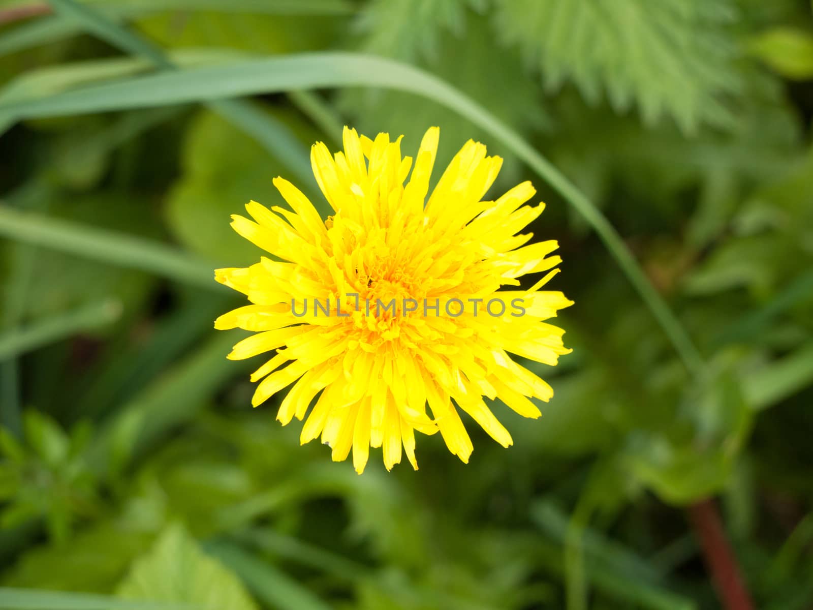 a yellow dandelion over head with lots of detail up close and green behind in spring light