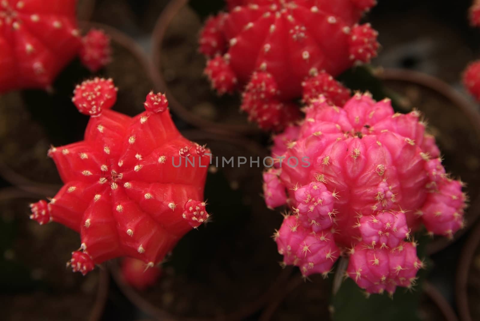 Cactus planted in a garden, full of flowers