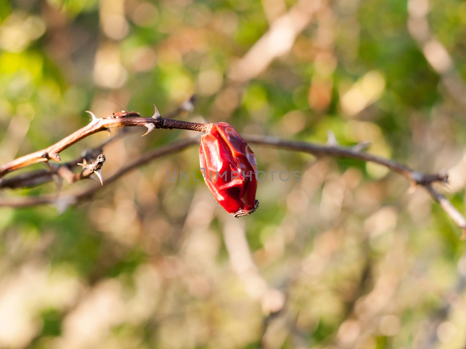 A close up of a red berry dead drained and shrivelled, rose hip  by callumrc