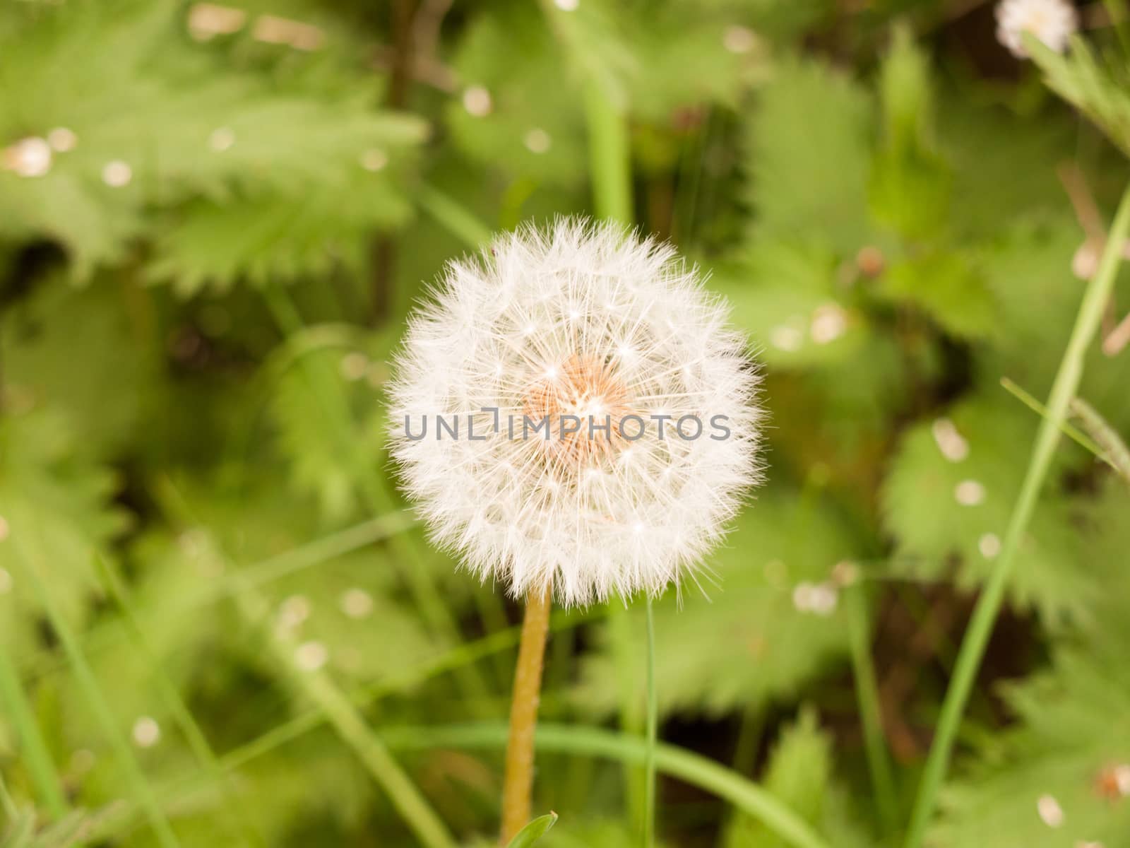 a sharp and clear isolated white dandelion head up close in spring perfect light day