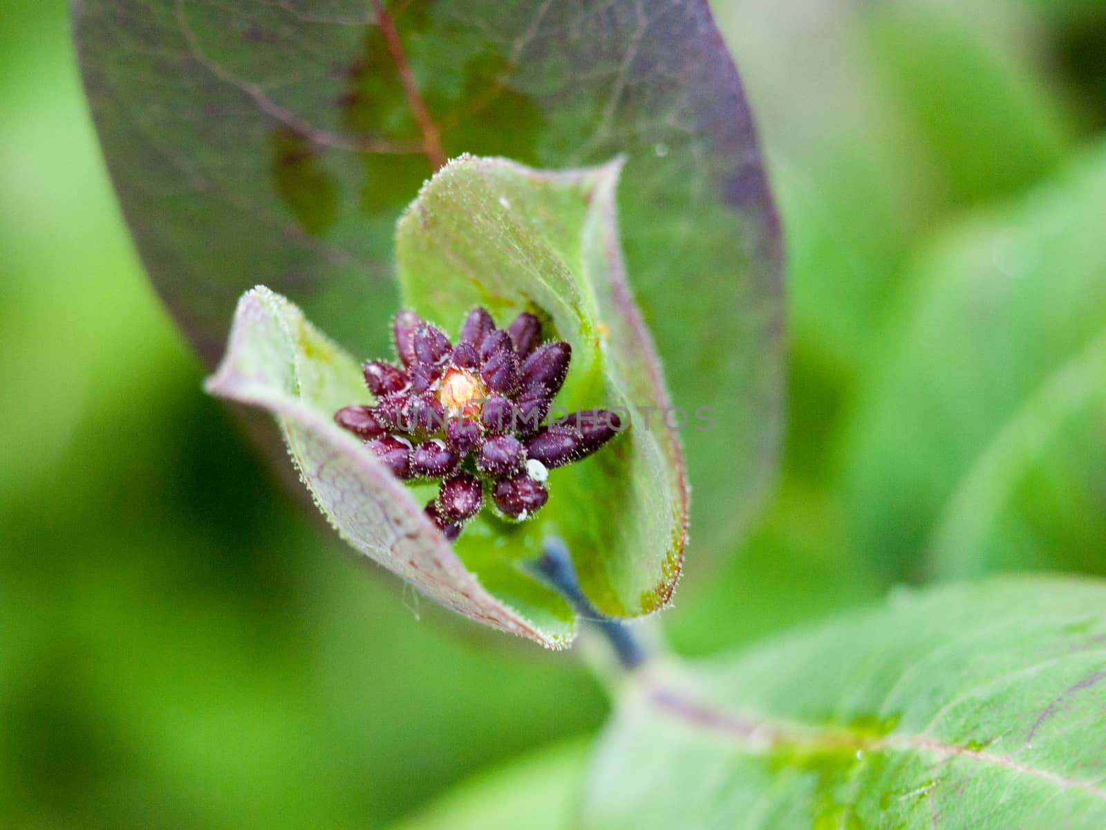 a close up a small flower in spring inside its leaf and budding about to blossoming purple