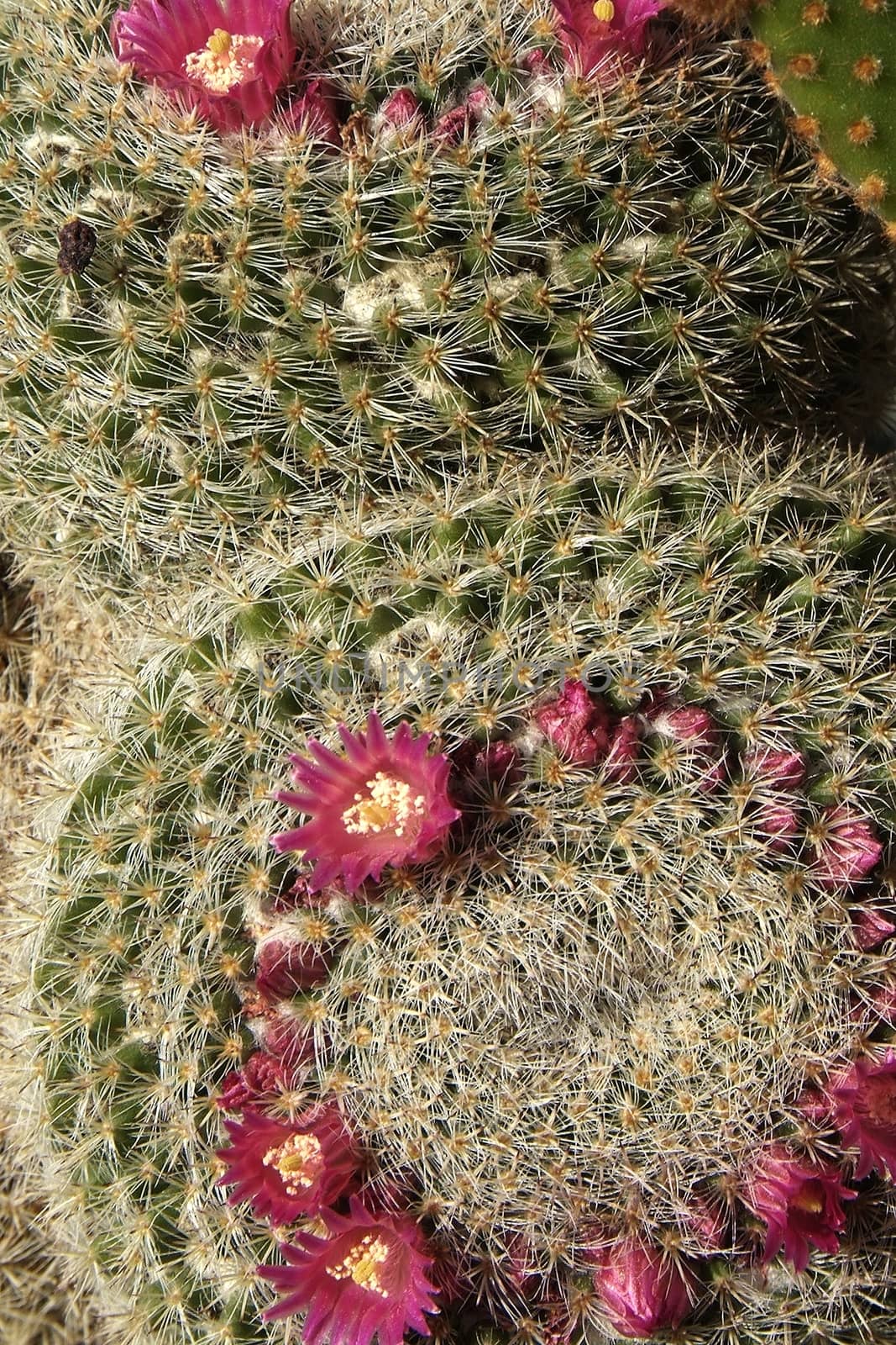 Cactus planted in a garden, full of flowers