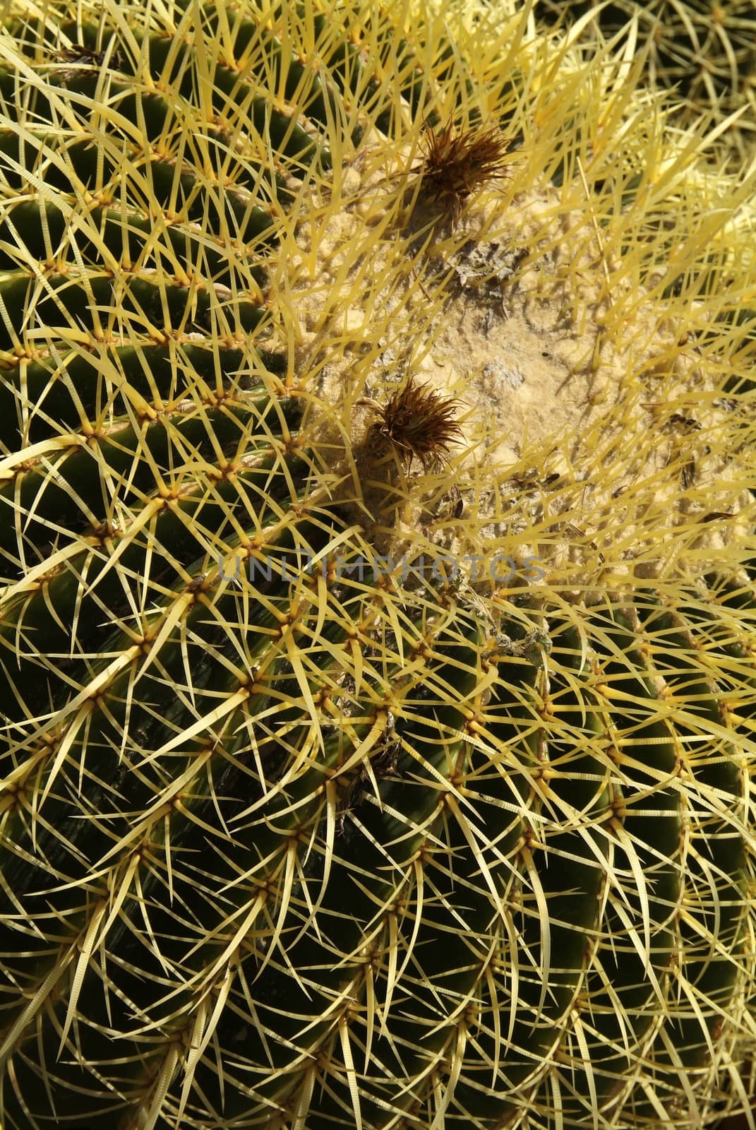 Cactus planted in a garden, full of flowers