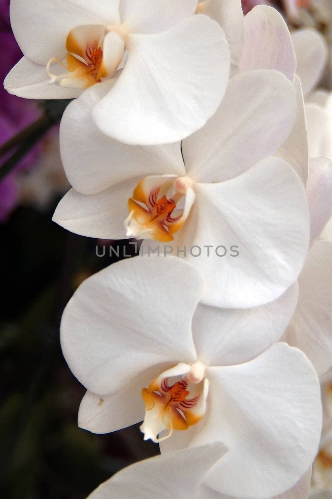 purple orchid, very beautifoul by romeocharly