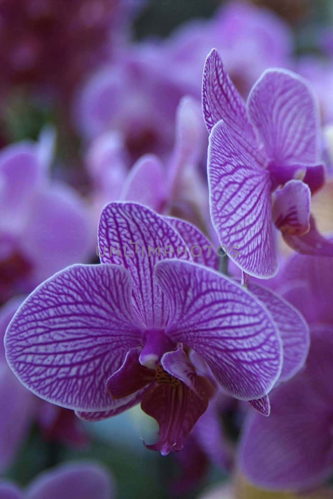 purple orchid flowers, full of colors and sharm