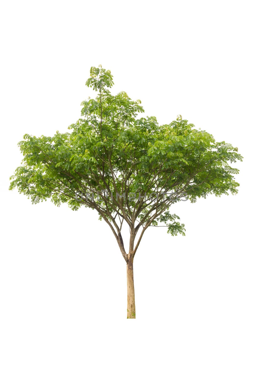 tree isolated, tree on white bacground, tree object.