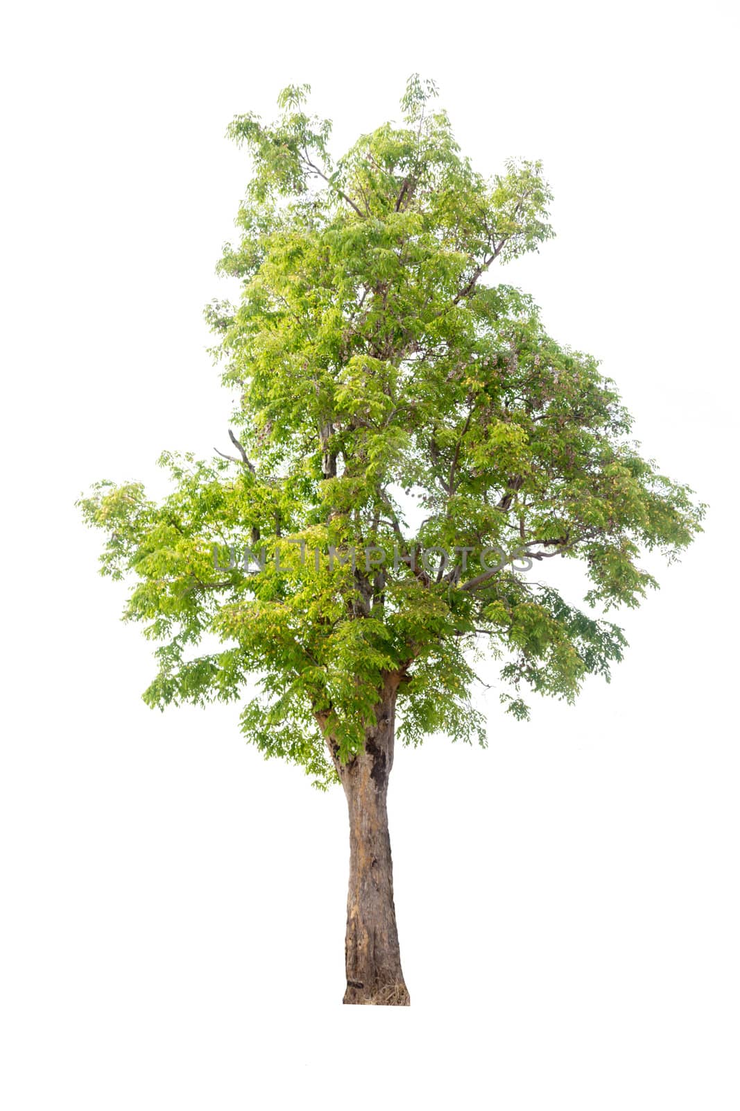 Tree with green leaves isolated on white background
