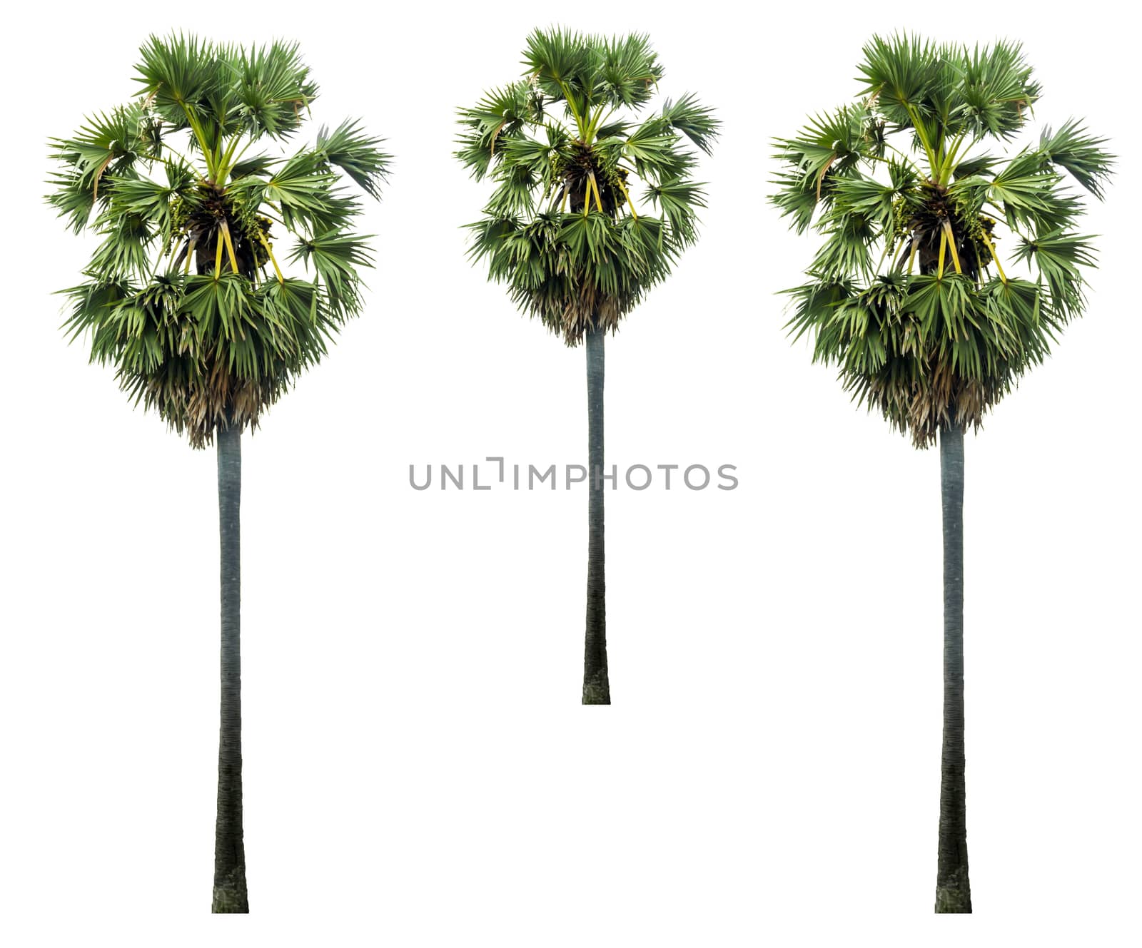 collections palm tree with green leafs isolated on white background