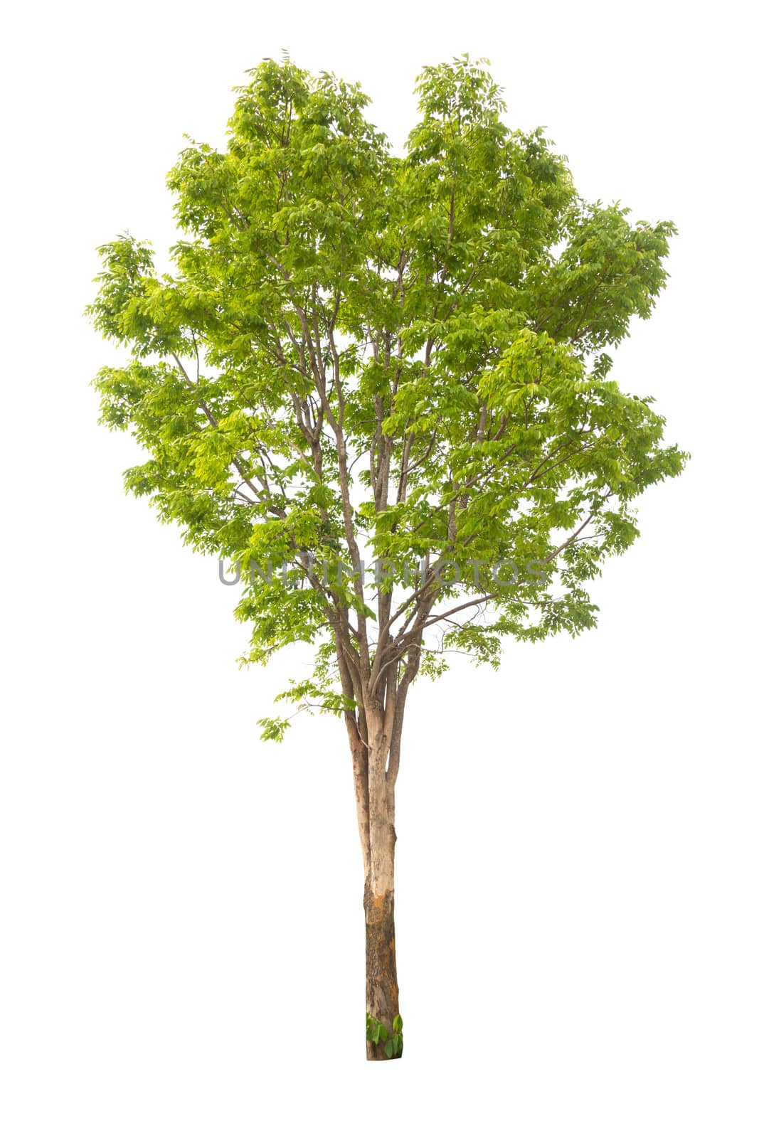 Tree with green leaves isolated on white background