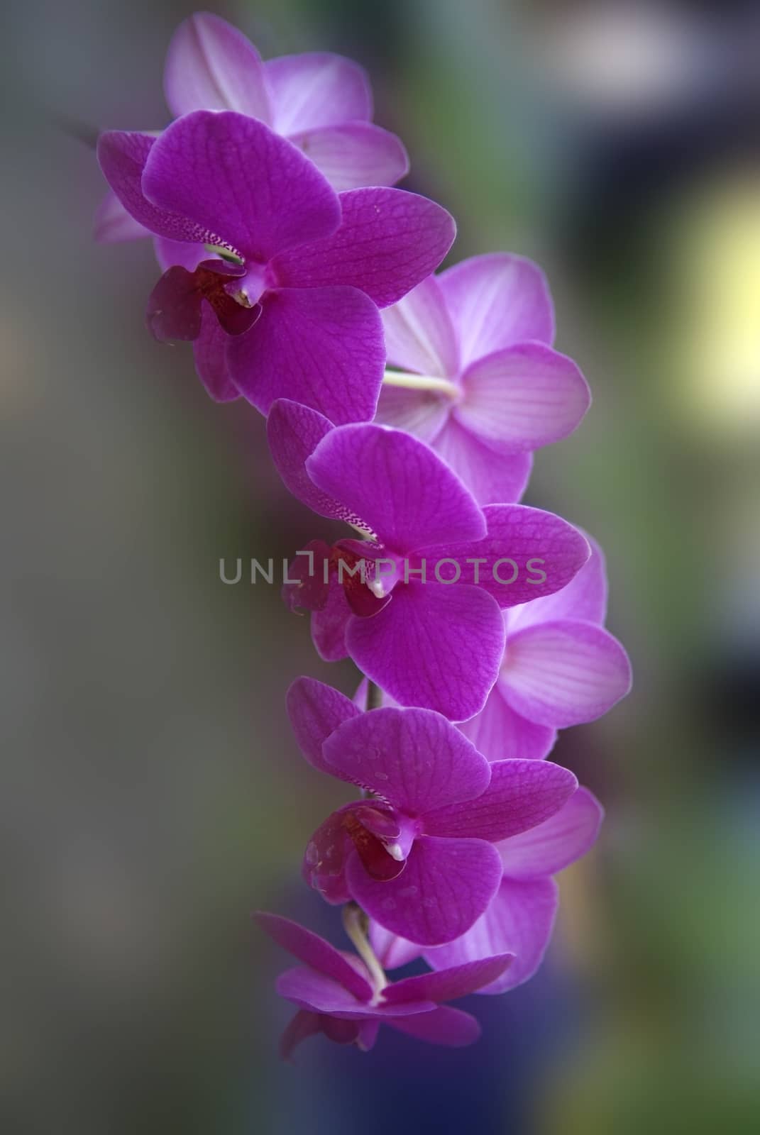 purple orchid flowers, full of colors and sharm