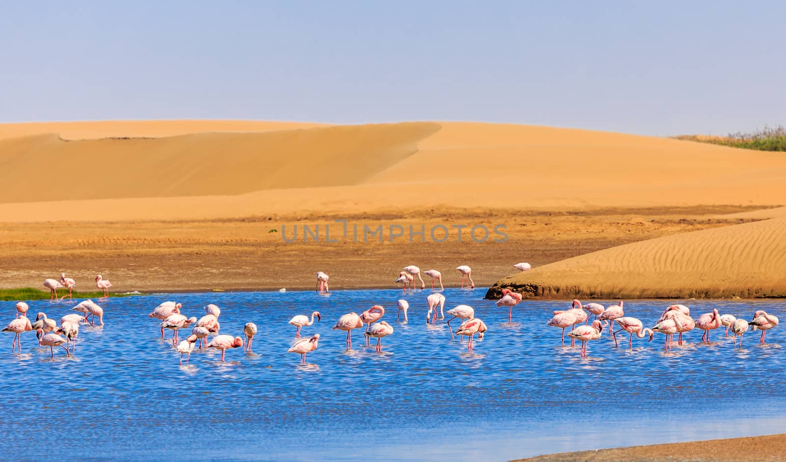 Flock of pink flamingo marching along the dune in Kalahari Desert, Namibia