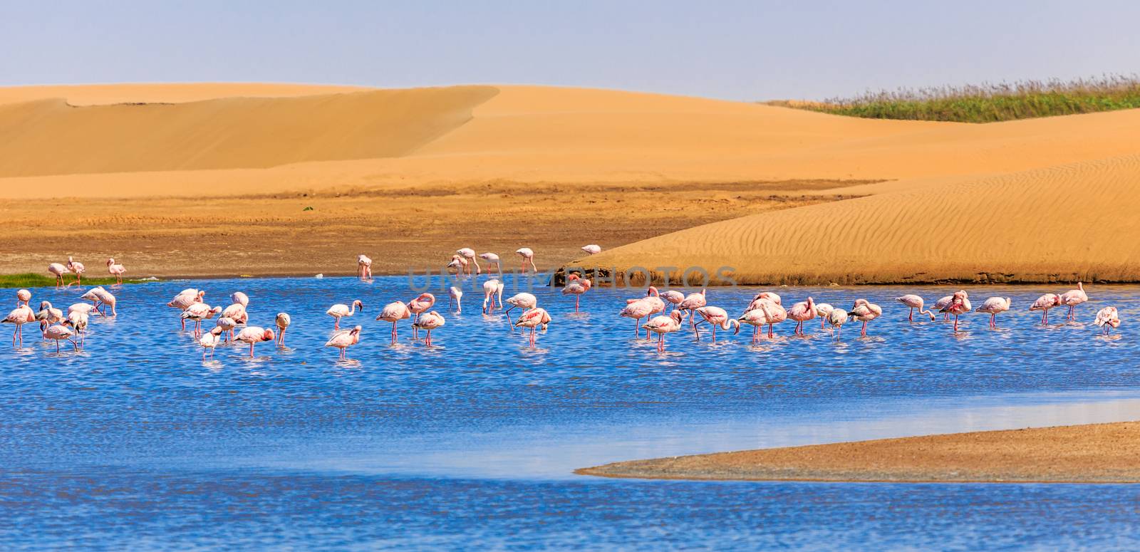 Flock of pink flamingo marching along the dune in Kalahari Deser by ambeon