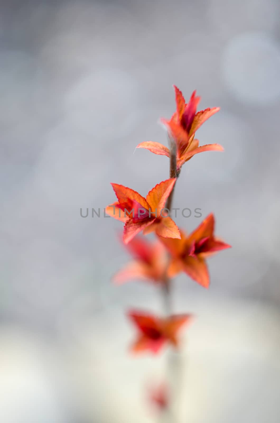 Red leaves on a bush brunch in autumn