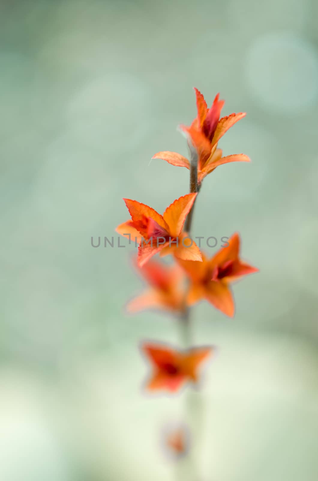 Red leaves on a bush brunch in autumn