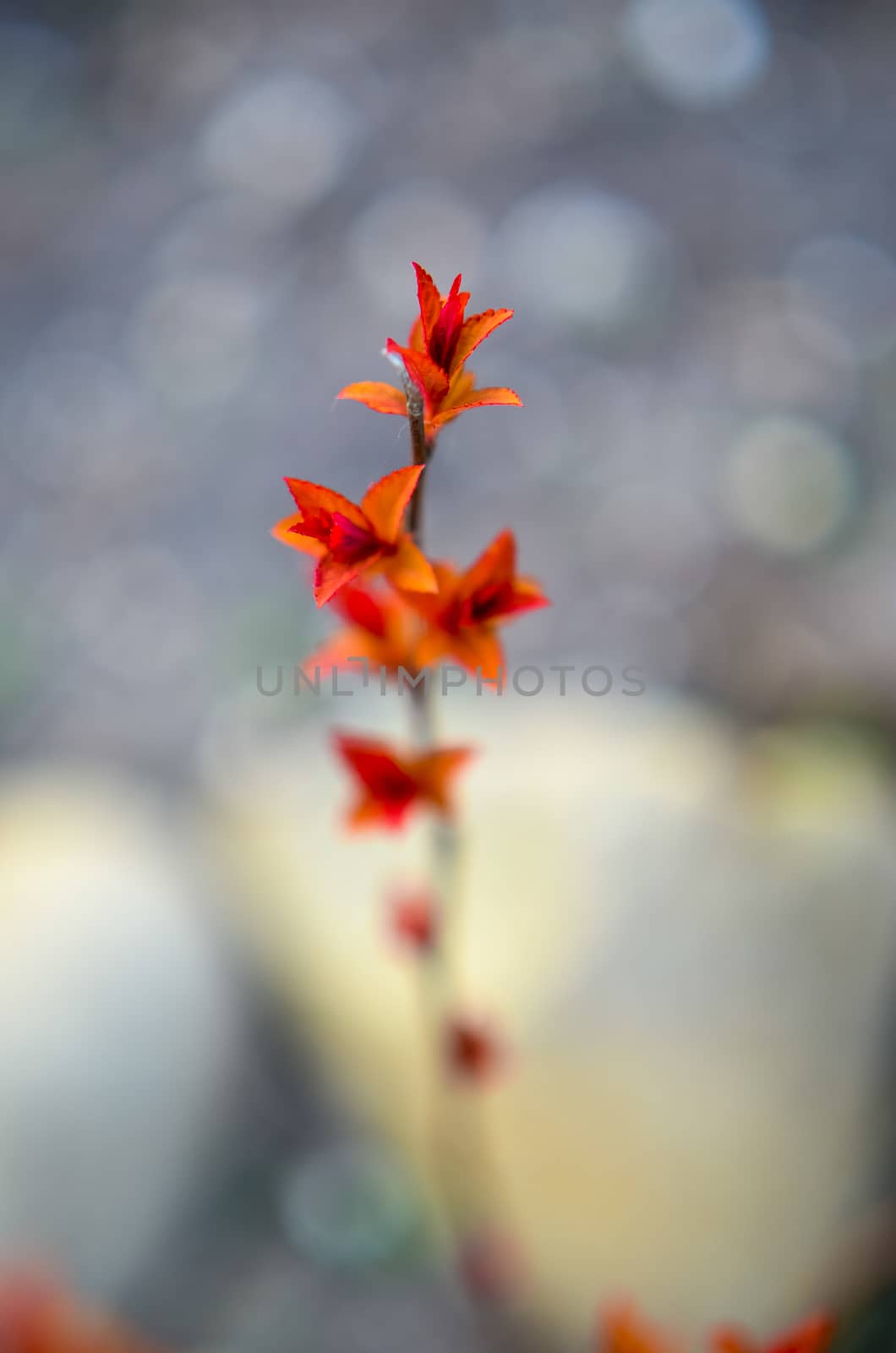 Red leaves on a bush brunch in autumn