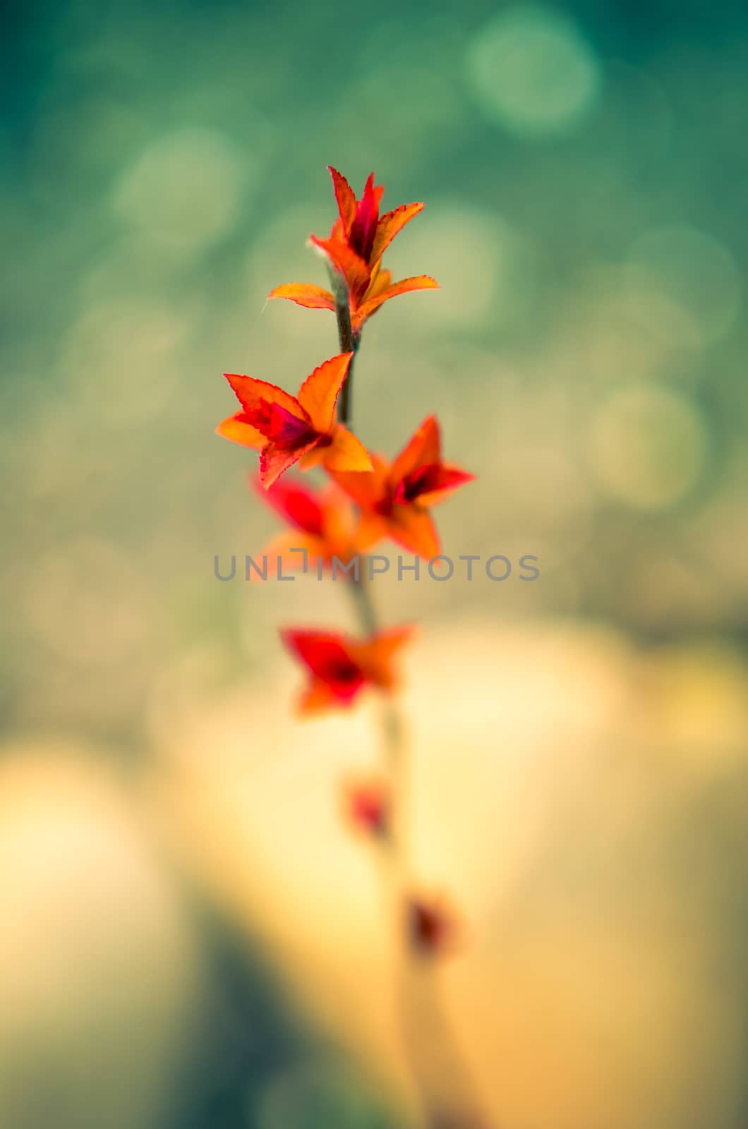 Red leaves on a bush brunch in autumn
