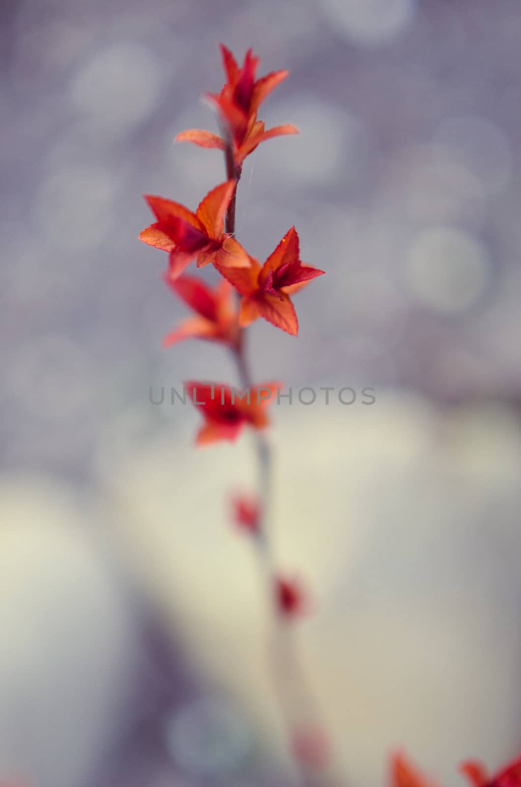 Red leaves on a bush brunch in autumn