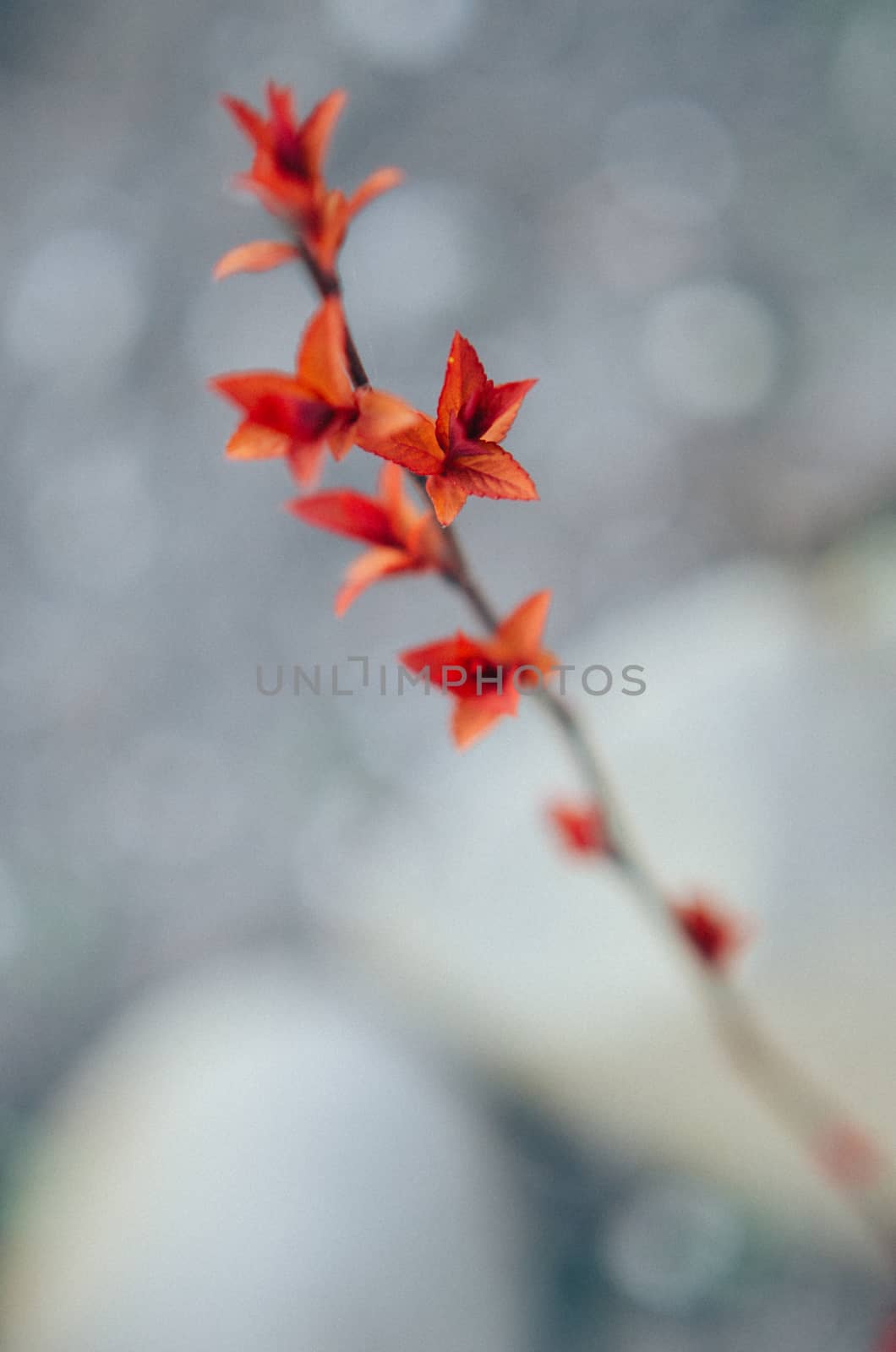 Red leaves on a bush brunch in autumn