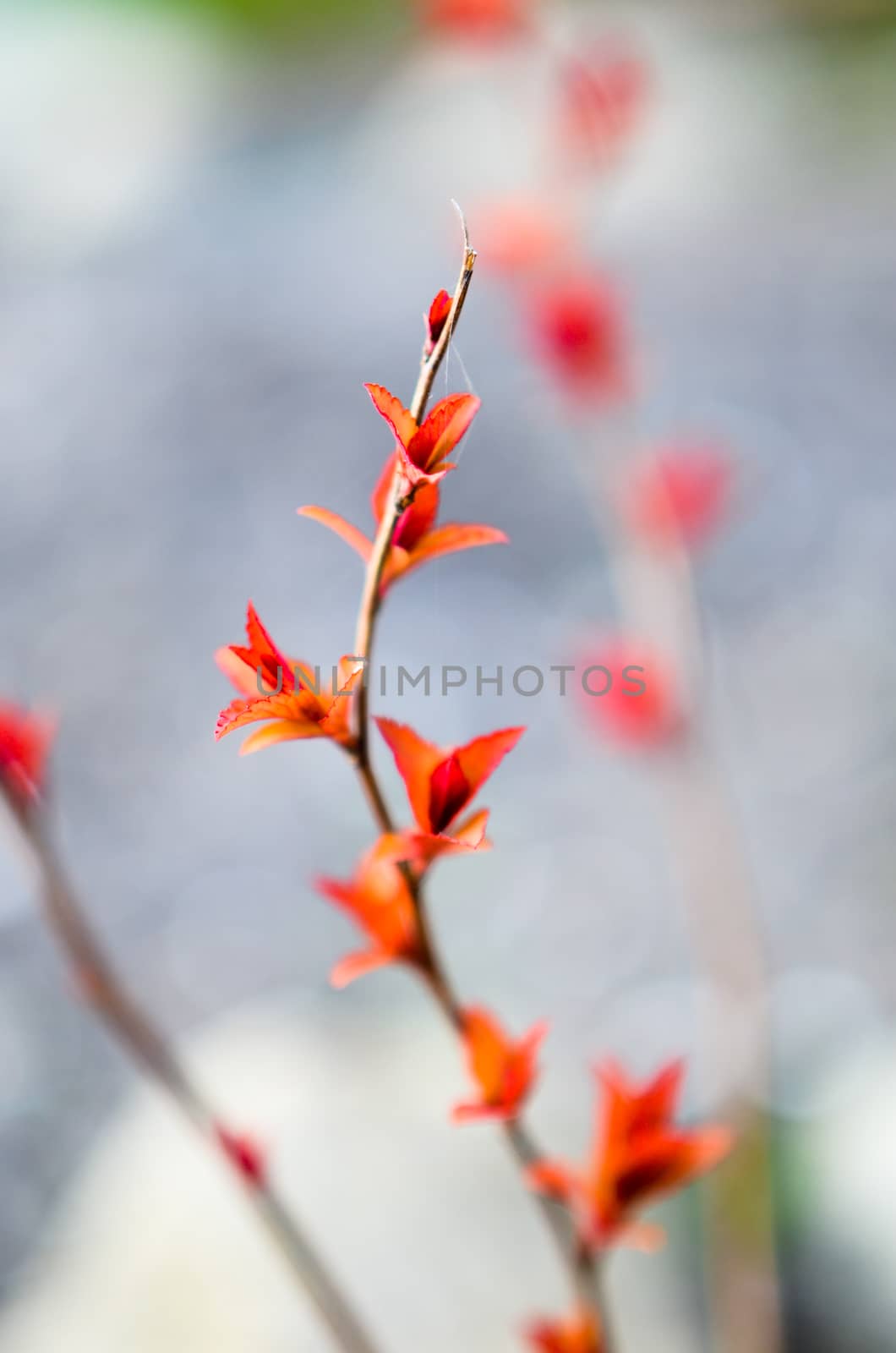 Red leaves on a bush brunch in autumn