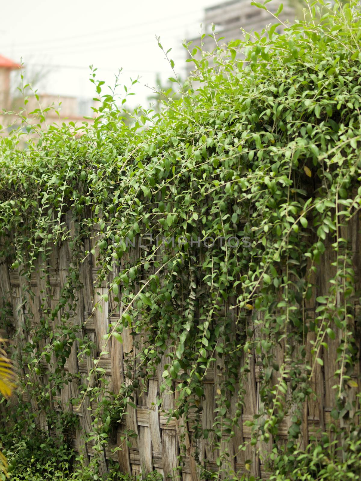 COLOR PHOTO OF GREEN CREEPER PLANTS OR IVY LEAVES