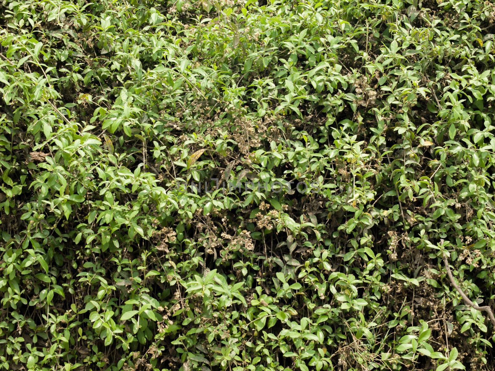 COLOR PHOTO OF GREEN CREEPER PLANTS OR IVY LEAVES