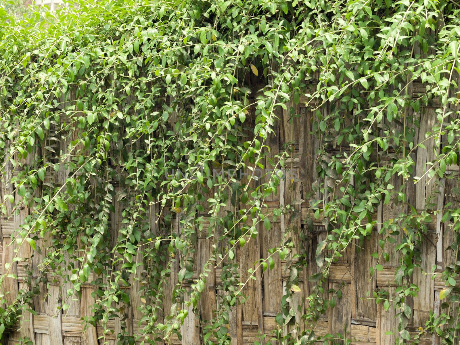 COLOR PHOTO OF GREEN CREEPER PLANTS OR IVY LEAVES