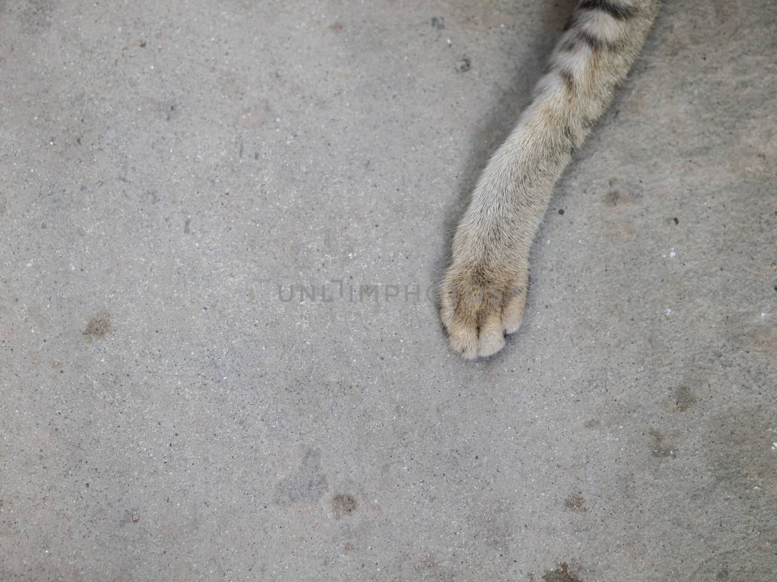 COLOR PHOTO OF CAT'S PAW ON PLAIN CONCRETE GROUND