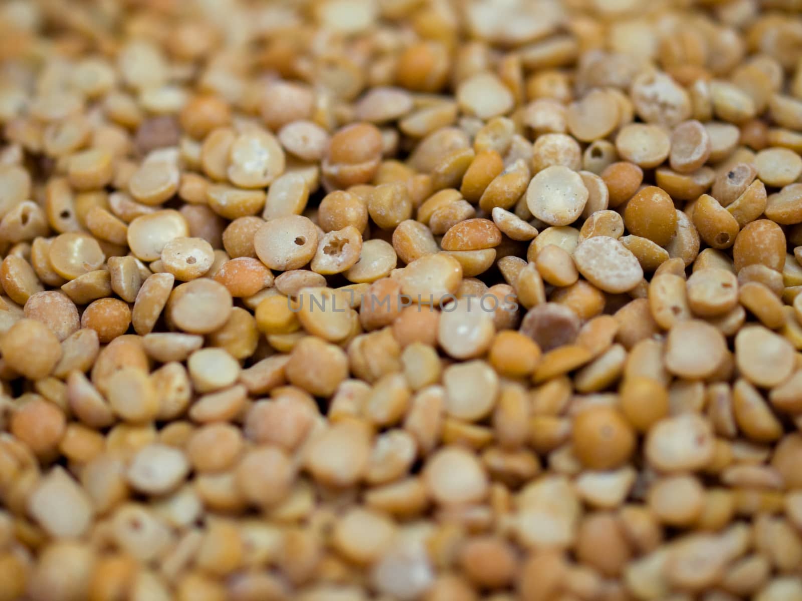 COLOR PHOTO OF CHICKPEA OR CHICK PEA (CICER ARIETINUM)