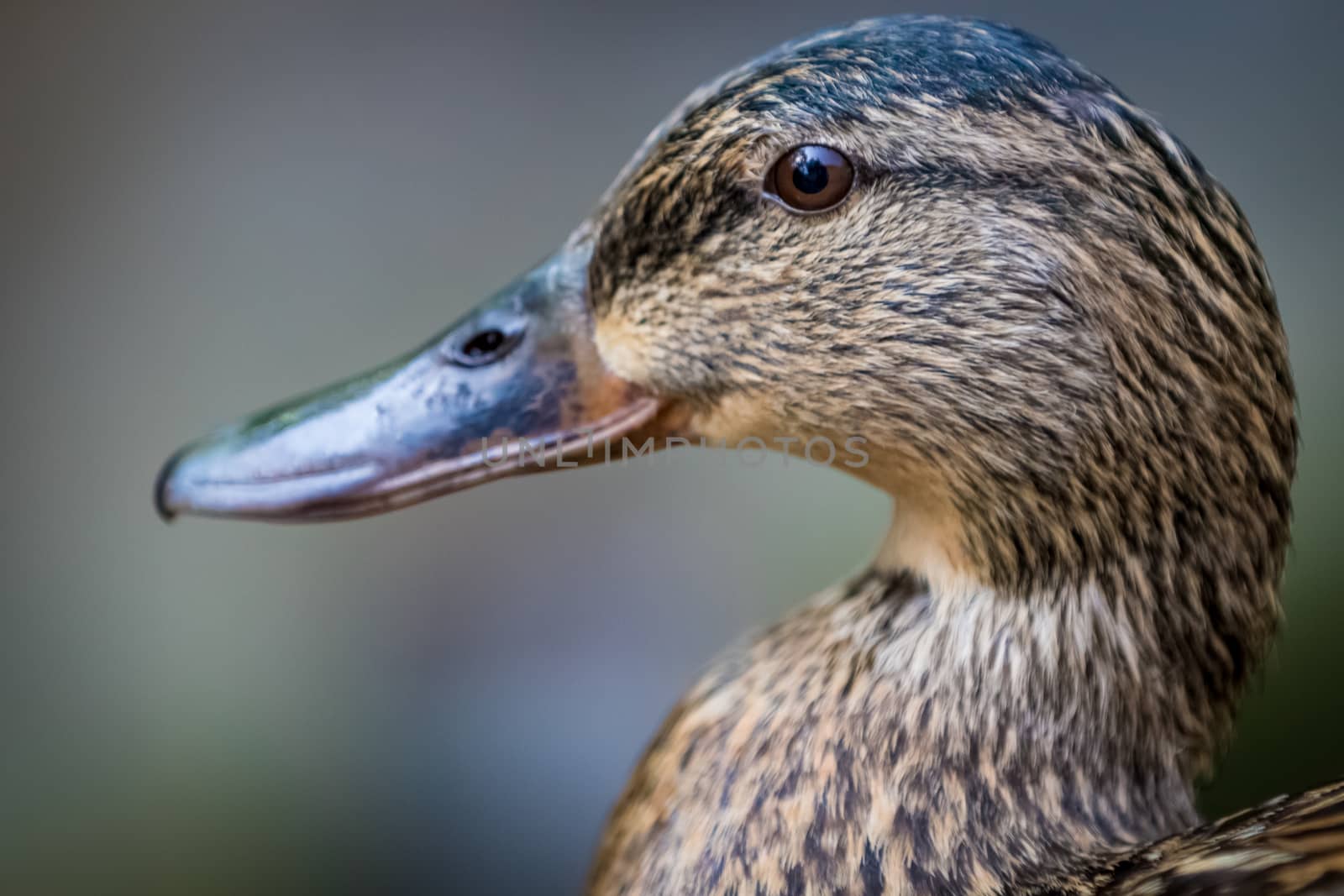 Brown duck portrait close up by sengnsp
