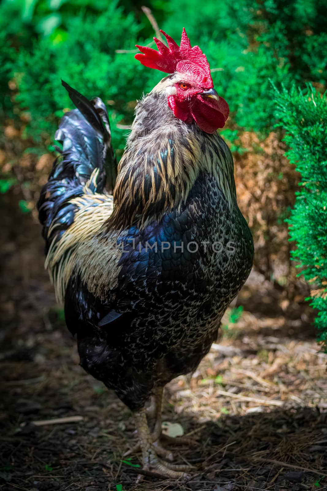 Big rural cock in a farm in Riga city