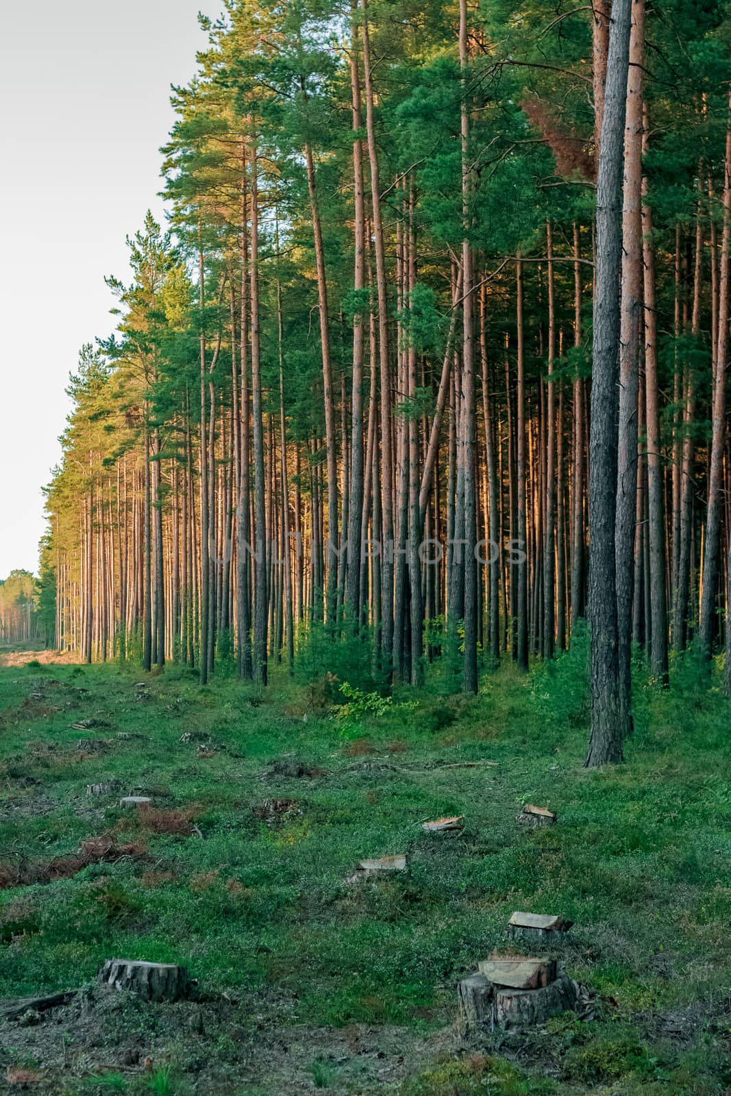 Pine forest with felled tree stumps by sengnsp