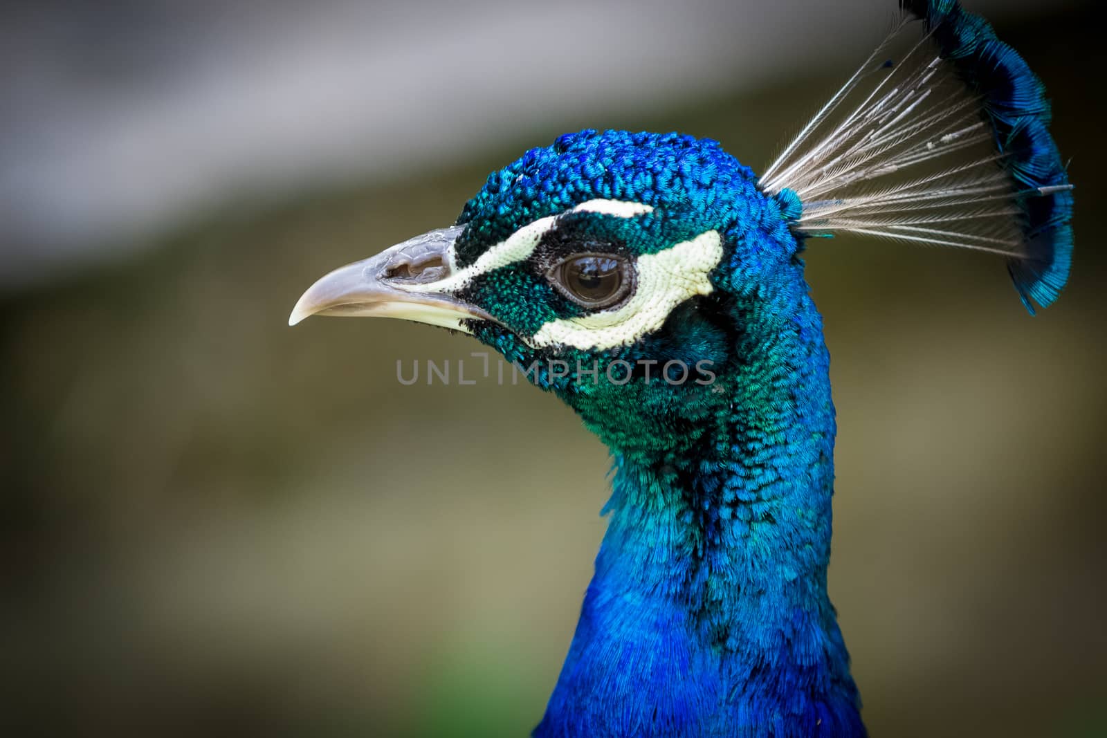 Peacock portrait close up by sengnsp