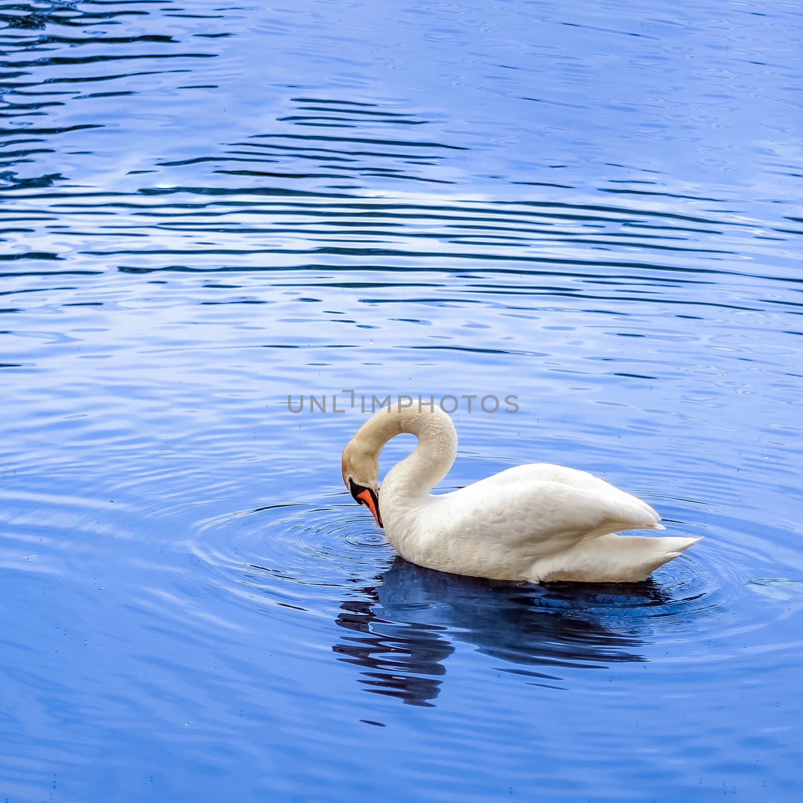 White swan swimming in a lake. Bird in a pond