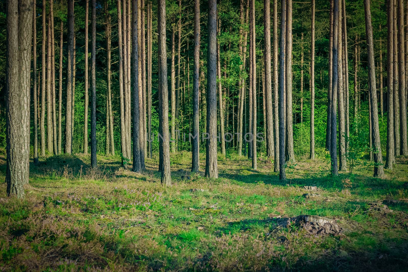 Pine forest with felled tree stumps in Latvia