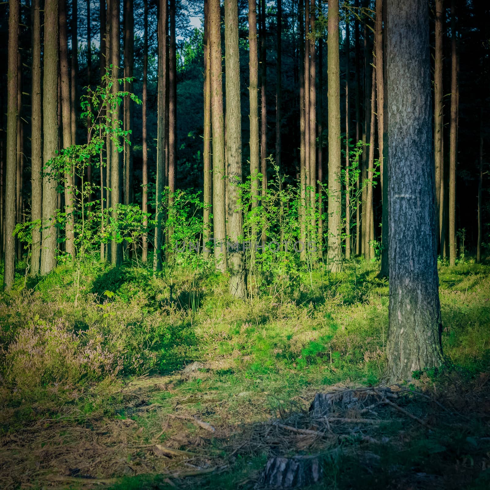Pine forest with felled tree stumps in Latvia