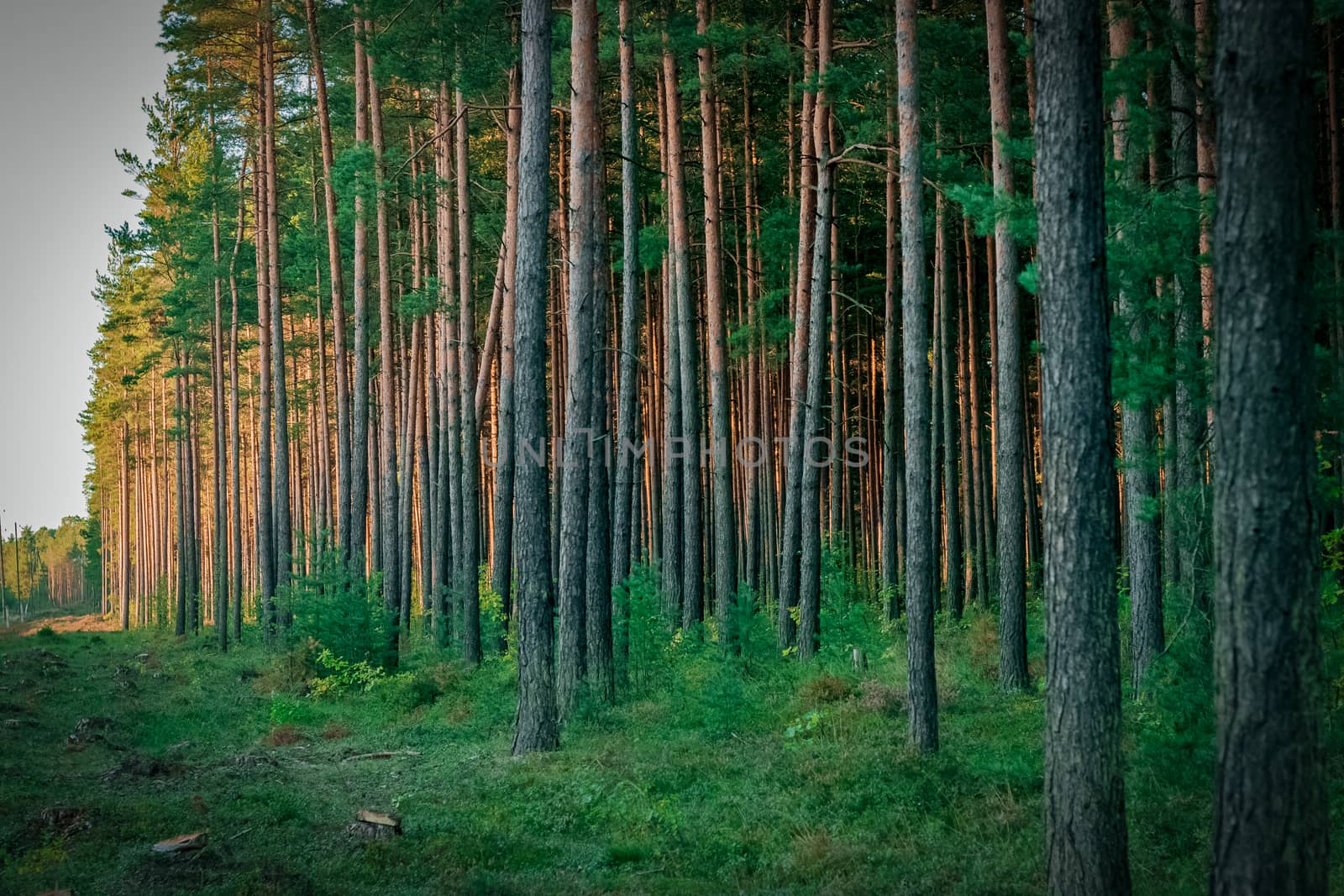 Pine forest with felled tree stumps in Latvia