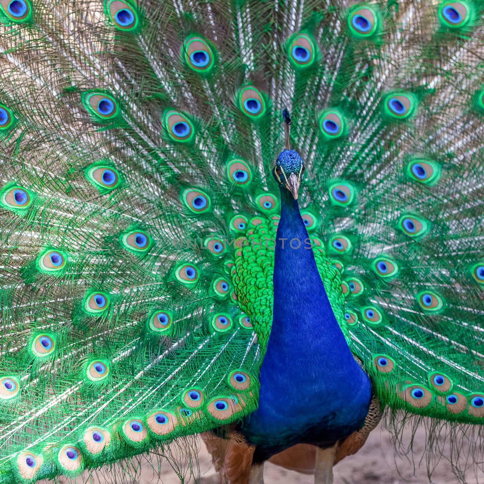 Peacock showing his colorful tail in summer garden