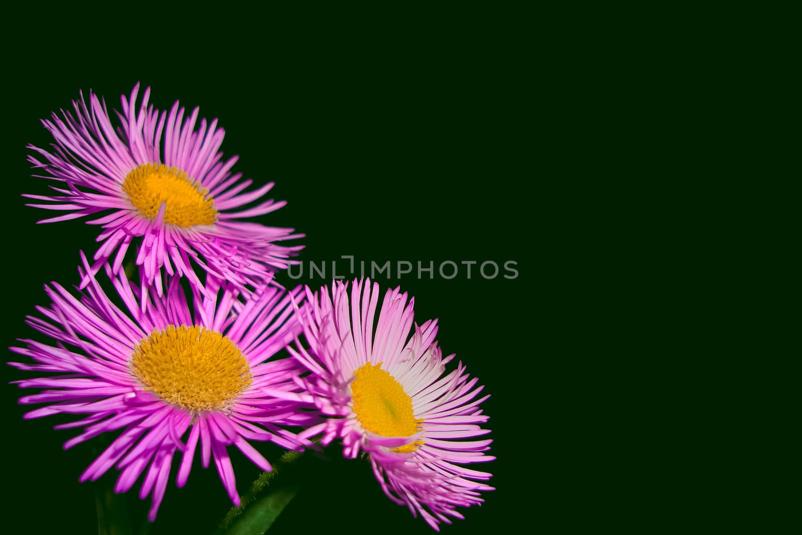 Pink daisy flowers close up on a dark green background