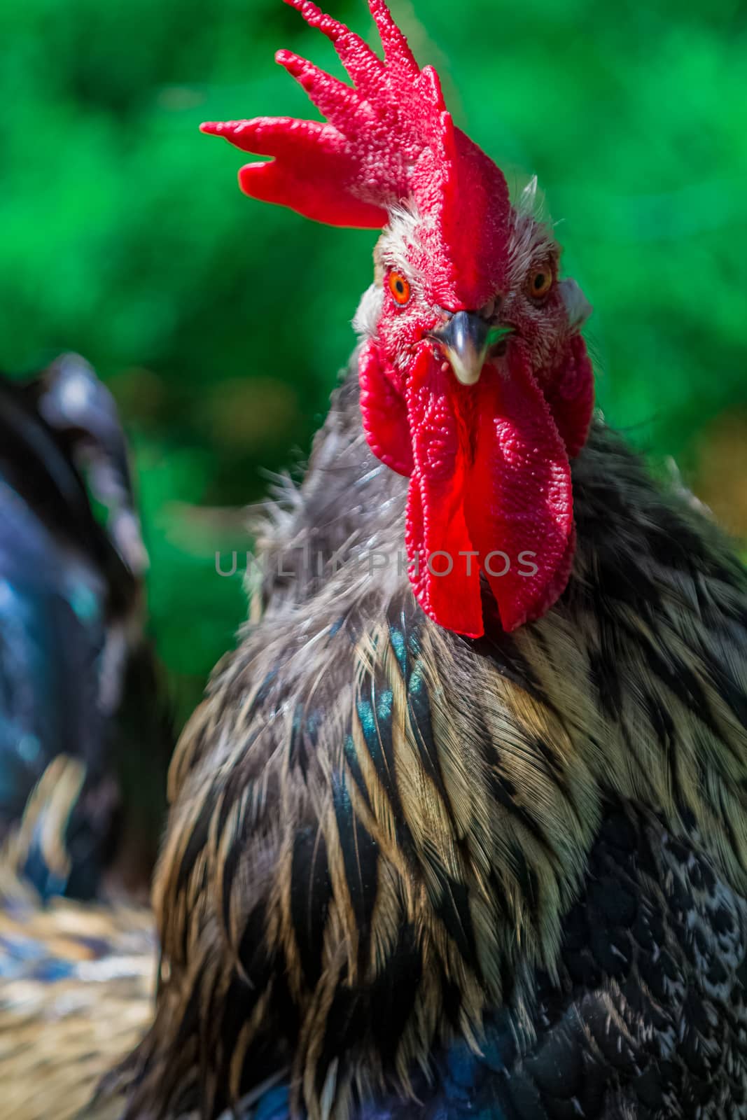 Rural cock portrait close up in a farm