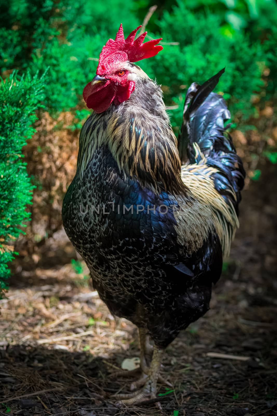 Big rural cock in a farm in Riga city