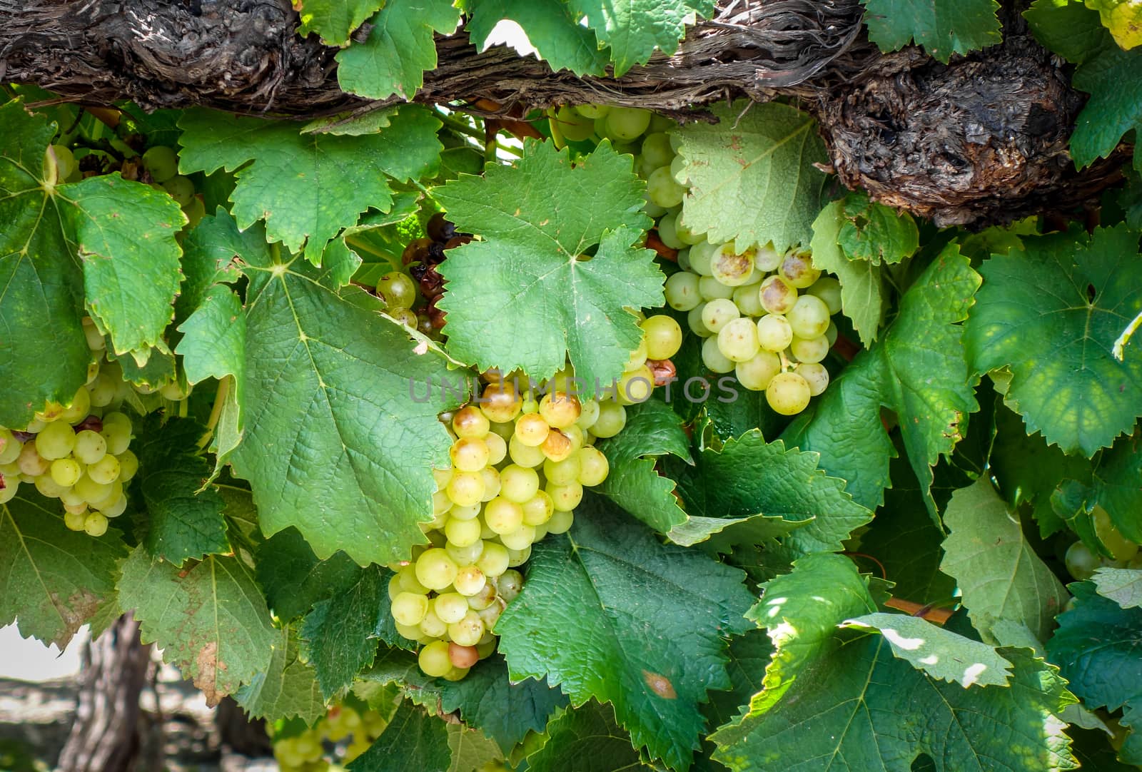 Bunch of grape in a vine. Close up view