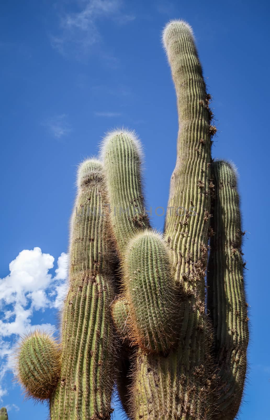 Giant cactus close-up in the Tilcara quebrada moutains, Argentina