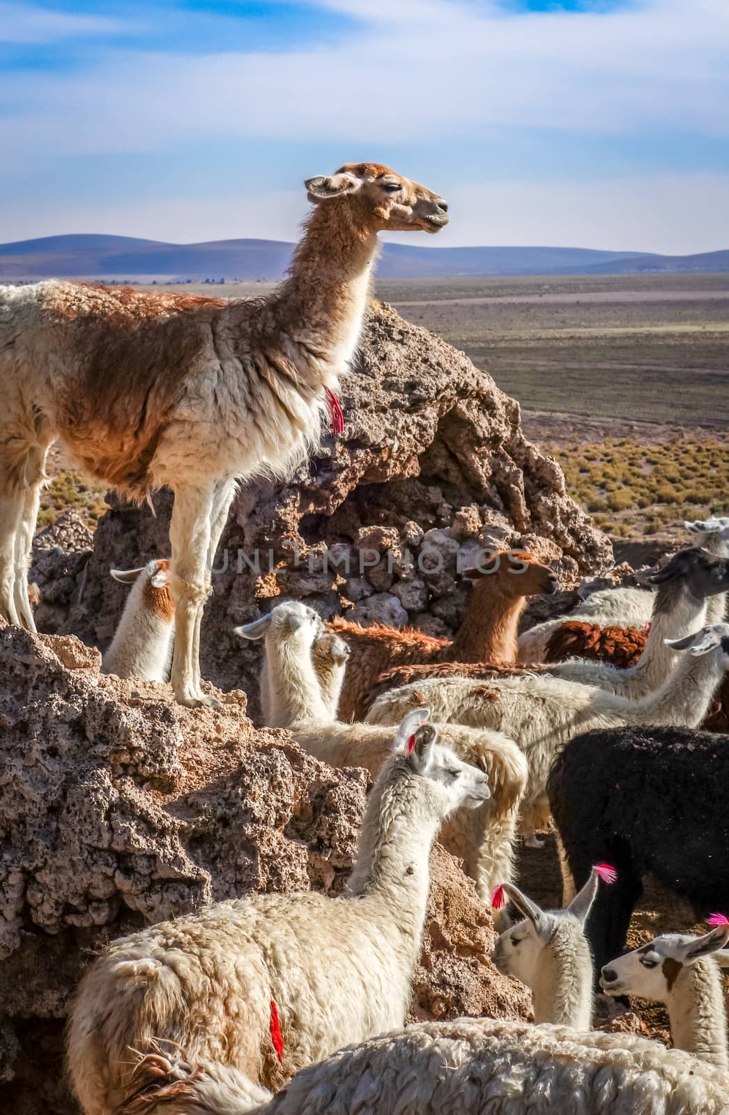 Lamas herd in Bolivia by daboost