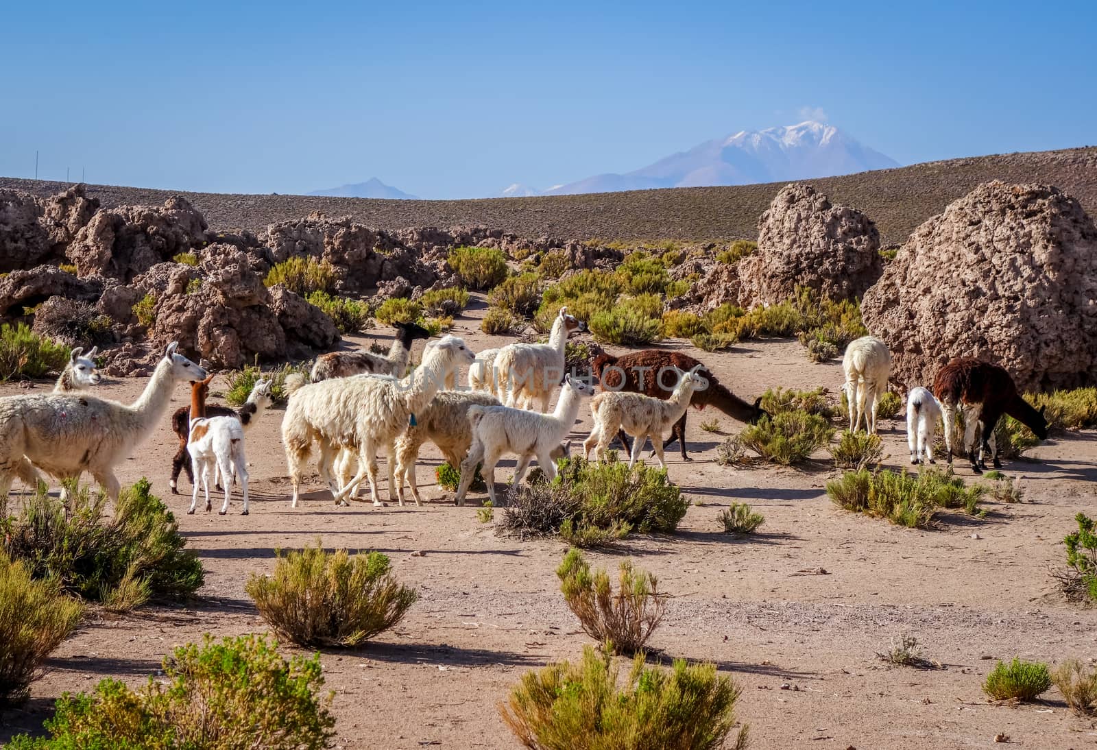 Lamas herd in Bolivia by daboost