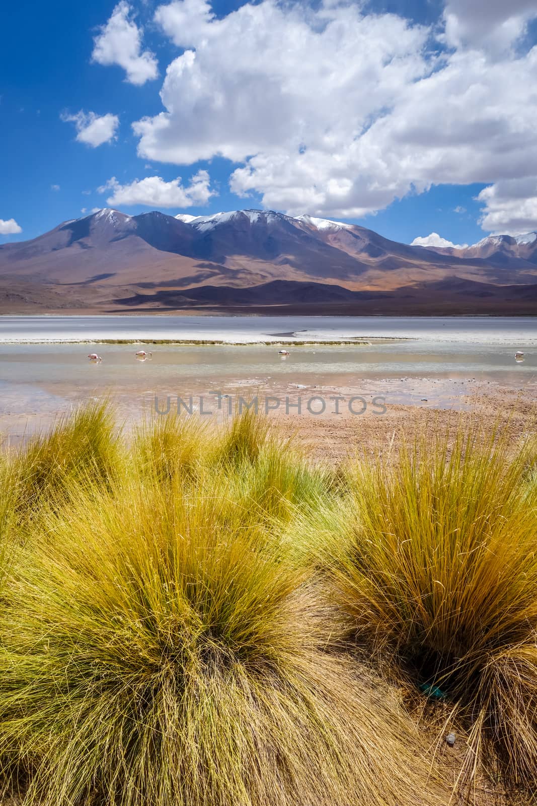 Laguna Honda in sud Lipez Altiplano reserva, Bolivia by daboost