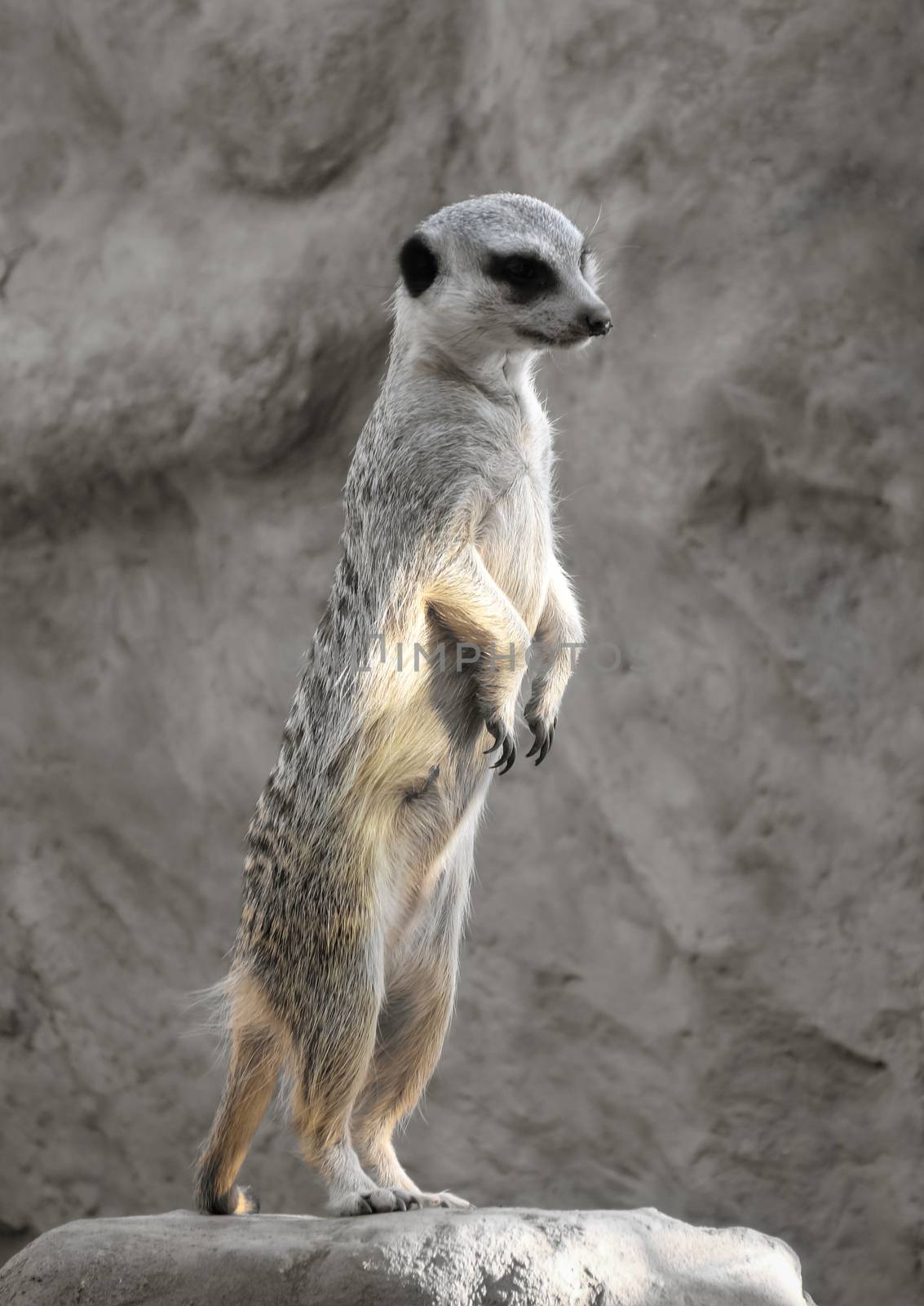 Small suricate on a rock, watching around