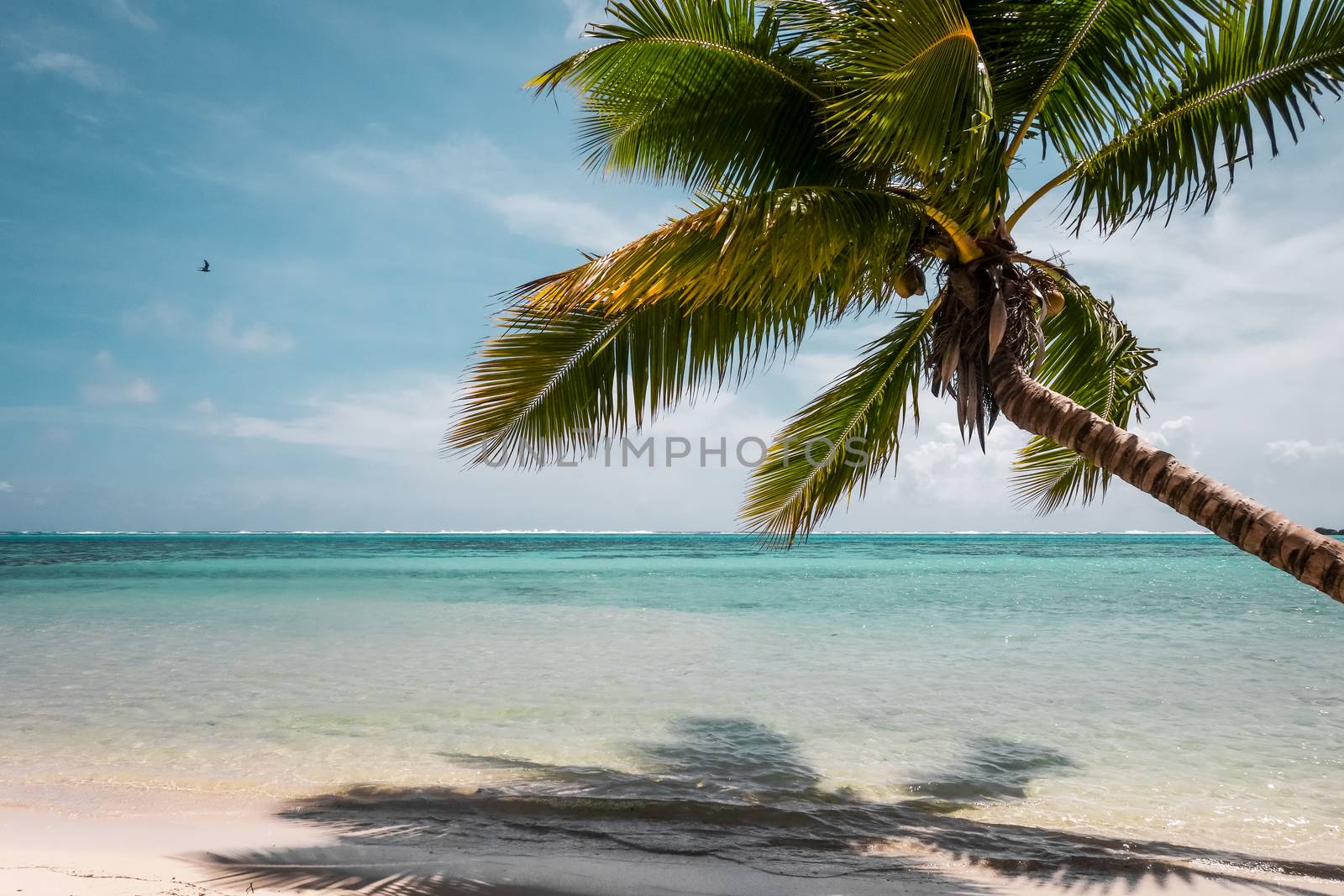 Paradise tropical beach and lagoon in Moorea Island by daboost