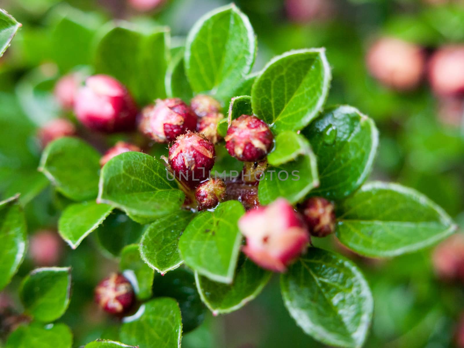 a selective blur macro shot of some red buds upon a tree with rain drops wet lush and gorgeous outside